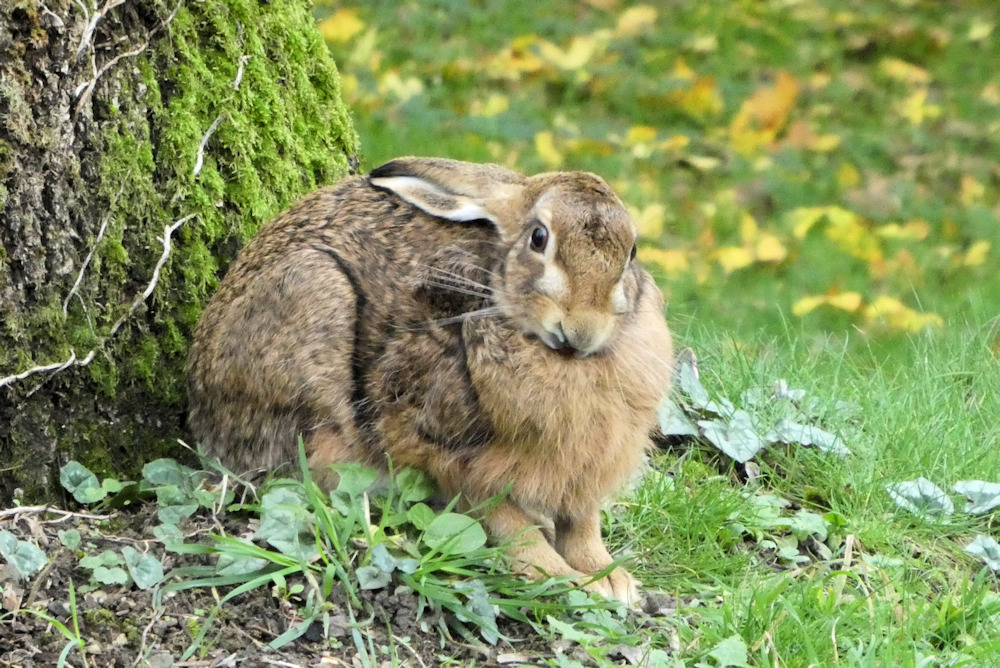 Photo libre de droit de Empreintes De Pas Fraîches Traces De Lapin Animal  Dans Le Domaine Blanc De Neige banque d'images et plus d'images libres de  droit de Empreinte de pas 